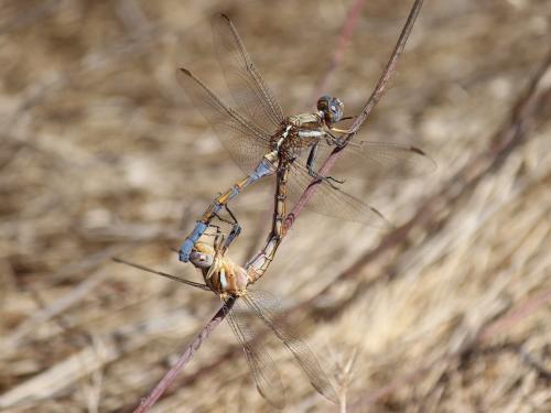 Réf. 292 791 : Orthetrum chrysostigma